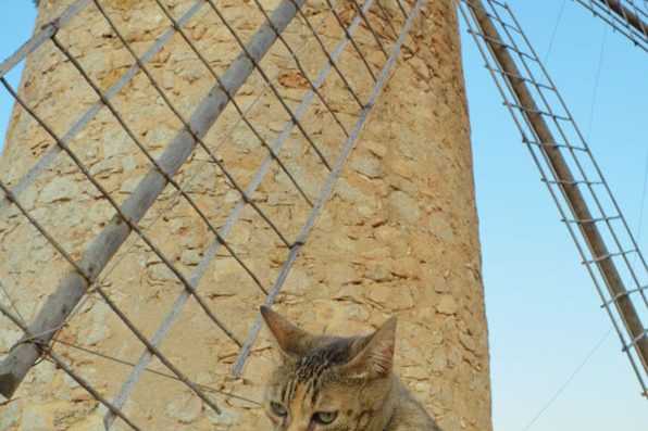 faro-cisterna-moligato-113